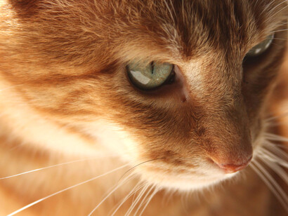 Acercamiento a un tabby naranja