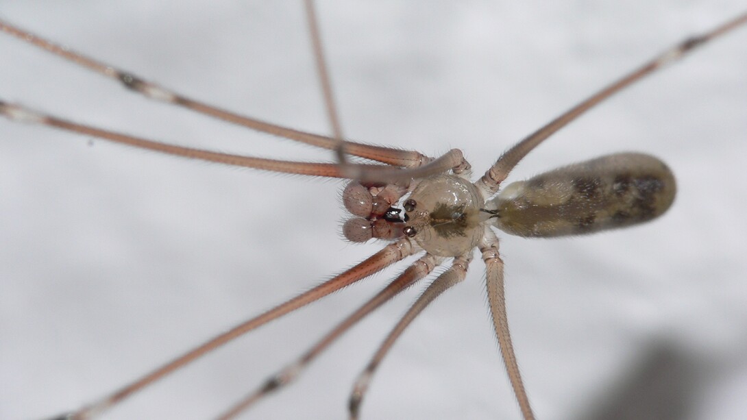 Ragno ballerino (Pholcus phalangioides) è uno dei ragni più diffusi in Italia, innocuo per gli umani, predatore feroce per piccoli insetti