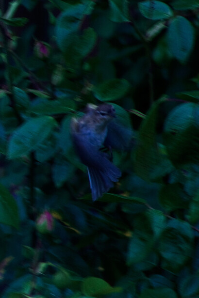 Andrew Bruce, Bird in Flight 6, 2012