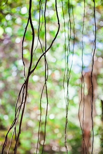 Jungle Road 13-04-49, 2013, Archival pigment print, printed 2014, 33 x 22 inches, edition of 10 © Laurie Lambrecht.