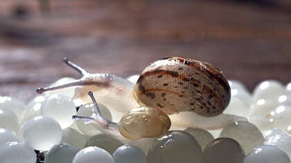 Snail Caviar