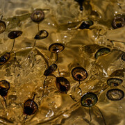 Anicka Yi. Courtesy of WCMA