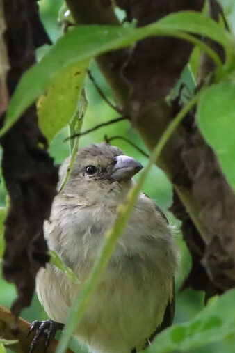 Ejemplar de un Pinzón de Darwin, también conocido como Pinzón de los Galápagos