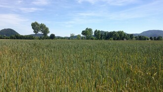 Campo di farro in coltura biologica
