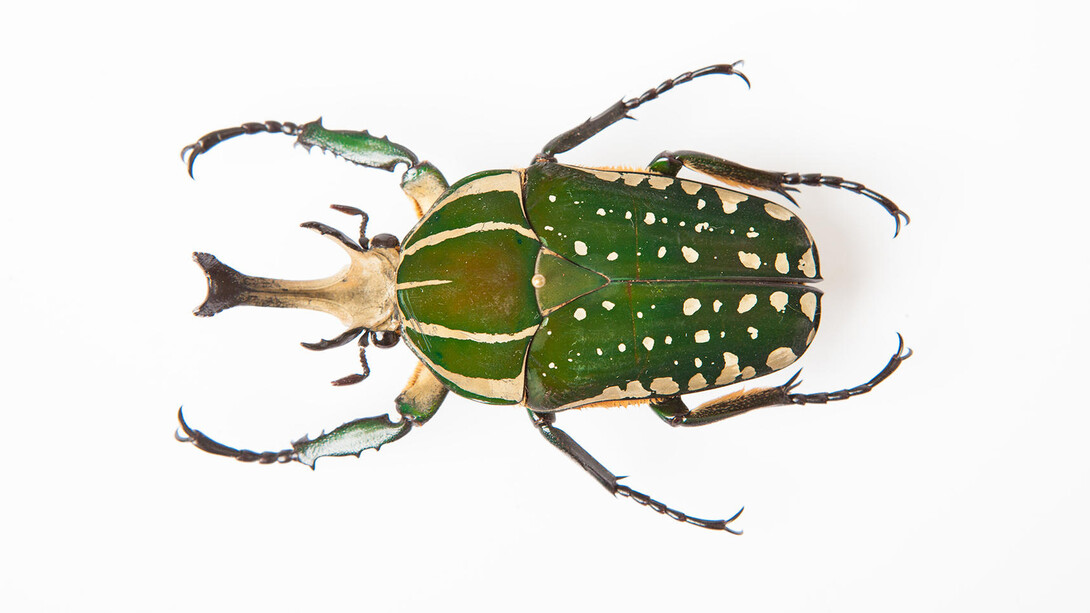 Color of Life. Courtesy of California Academy of Sciences