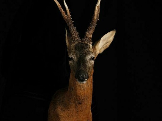 Allan Forsyth, Pride & Glory, Roebuck, 2013, 3D lenticular, Edition of 25, 80 x 60 cm, © Allan Forsyth. Courtesy the artist