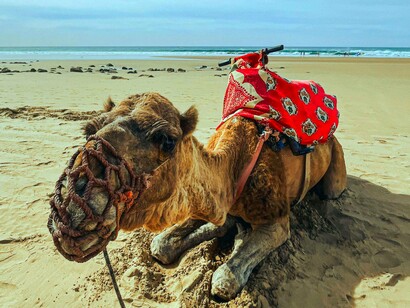 Camelo em praia de Agadir, em Marrocos. A cidade tem uma atmosfera descontraída e acolhedora, com suas ruas estreitas e o som suave das ondas do mar a quebrar nas pedras