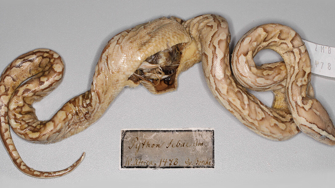 Reptiles and Amphibians. Courtesy of Museum für Naturkunde
