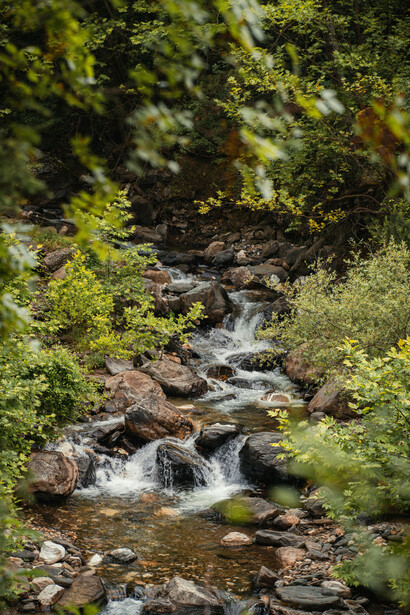 Monte, floresta, brisa veraniega. Paredes que acogen