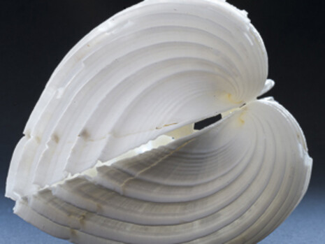 !Hola Caracola! Courtesy of Casa de la Ciencia