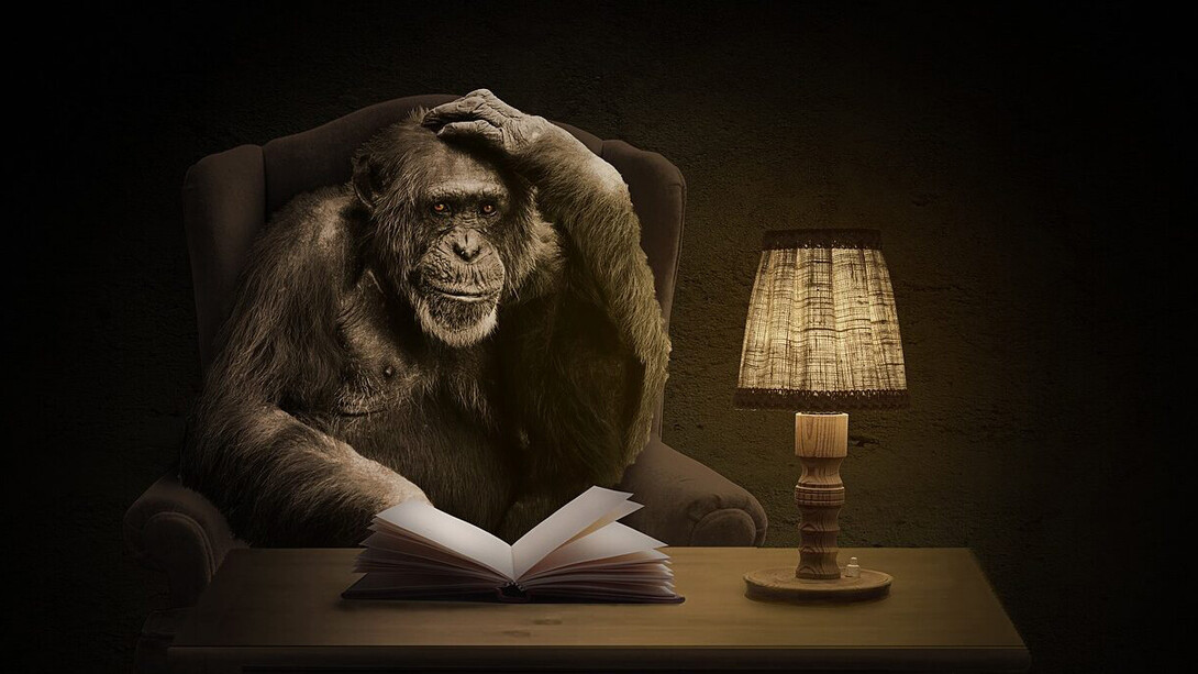 Orangután frente a una libreta intenta tomar una decisión