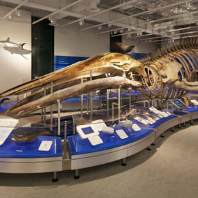 Galerie de l'eau, vue de l'exposition. Courtoisie du Musée canadien de la nature
