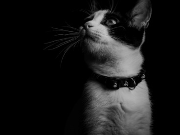 Pur non costituendo prove scientificamente condivise, i casi raccolti da Bozzano continuano a rappresentare uno dei più importanti corpus di testimonianze dedicate al tema della sopravvivenza degli animali oltre la morte