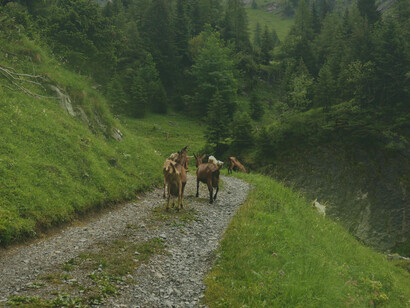 Beaux paysages et faune de Bex, Suisse le 11 juillet 2020
