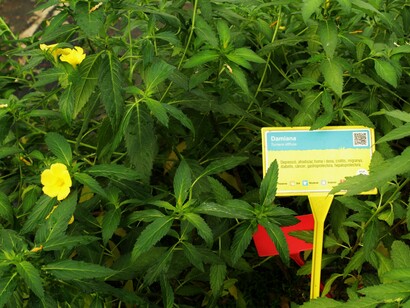 Damiana. Foto: Sabrina Guitart