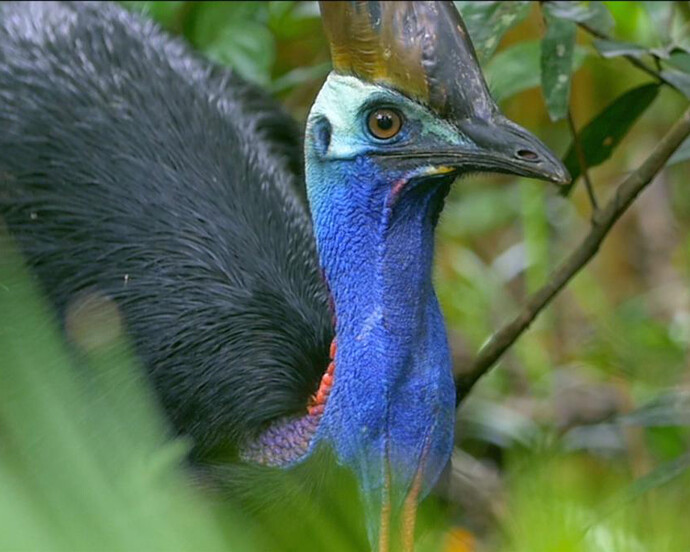 Ralph W. Schreiber Hall of Birds. Courtesy of The Natural History Museum
