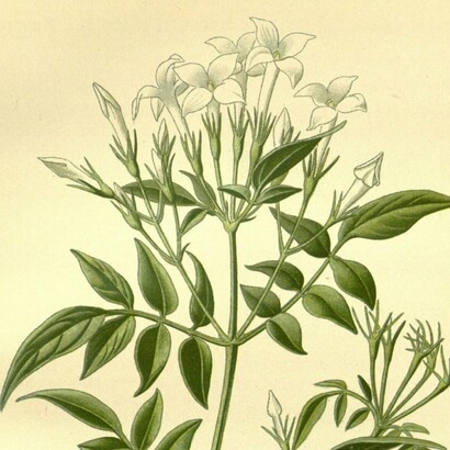 "Jazmín (Jasminum officinale)", ilustración publicada en el libro "Flores favoritas para jardines e invernaderos", Edward Step, 1897