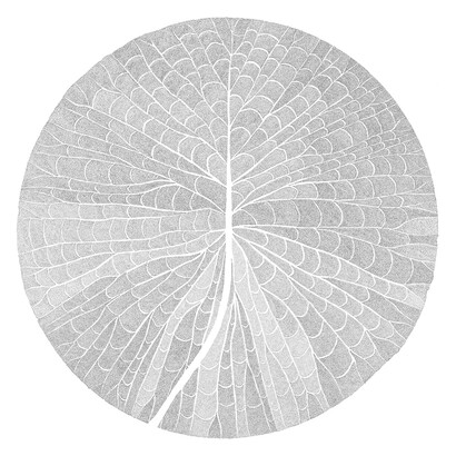 Alice Padovani, Rebuild nature. Victoria amazonica, penna su carta, 150x150 cm, 2019