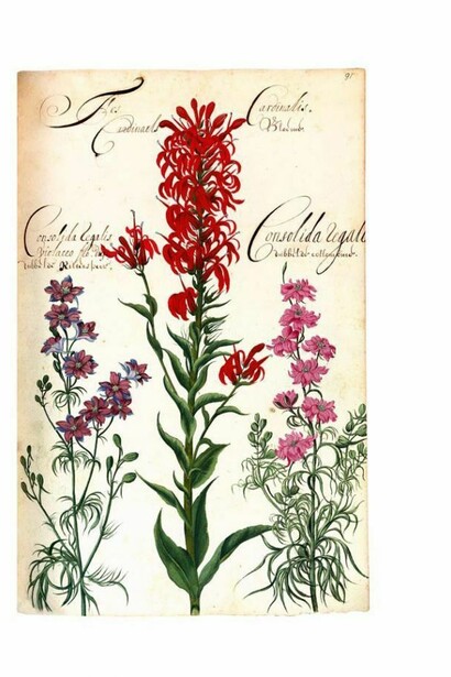 Florilegio della versione facsimile del De Geest della Biblioteca nazionale di Roma