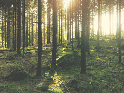 Il forest bathing è capace di operare una disintossicazione fisica e mentale 