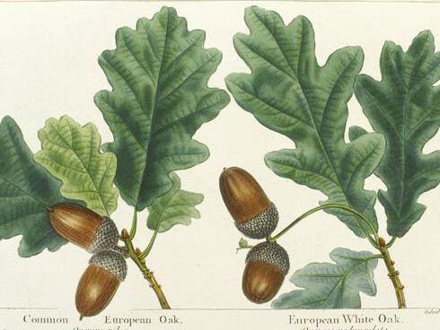 Illustrated Books. Courtesy of Amon Carter Museum of American Art