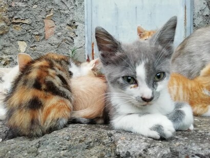 I gatti di Sipi