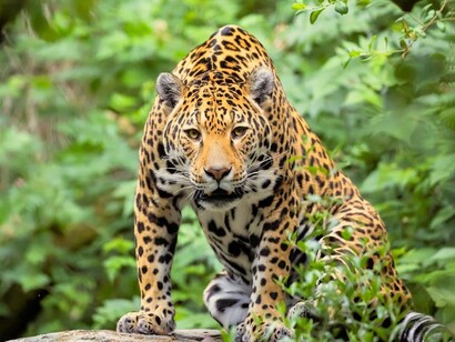 Jaguar, mayor félido de América y el tercero del mundo, después del tigre y el león. Parque nacional del Manu, Perú