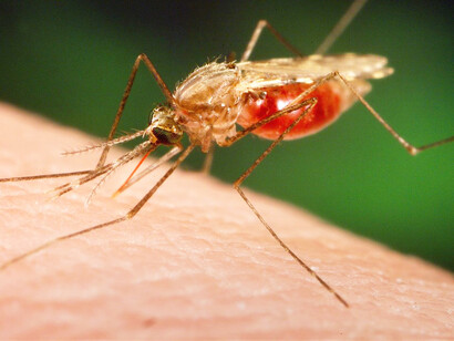 Mosquito del género Anopheles