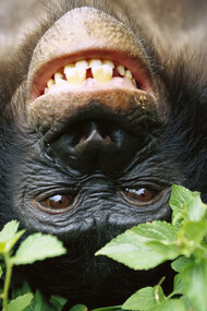 Il bonobo è il parente esistente più vicino agli umani