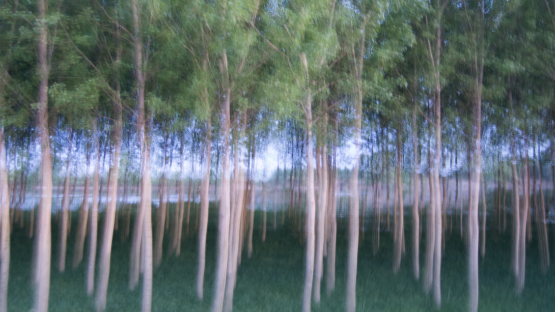 Roberta Manzin, Selva illuminata