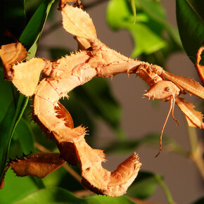 Insect Zoo. Courtesy of The Natural History Museum 