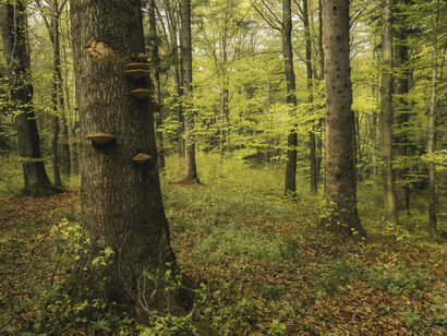 El camino se estrechó, y la vegetación se volvió más densa. Las ramas de los árboles se entrelazaban sobre su cabeza, formando un dosel que filtraba la luz del atardecer