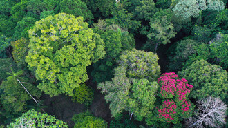 Vista aérea del dosel arbóreo de la Amazonia