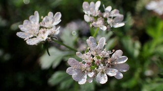 Coriandrum sativum. O coentro (Coriandrum sativum) é uma planta herbácea, de ciclo anual, com 15-50 cm de altura. A sua família (Apiaceae) apresenta espécies de elevado interesse económico (e.g. aipo, alcaravia, aneto, anis, cenoura, cerefólio, cominho, funcho e salsa), comportado cerca de 430 géneros e 3780 espécies repartidas por quatro subfamílias. O género Coriandrum compreende a espécie cultivada (Coriandrum sativum) e a espécie silvestre (Coriandrum tordylium)