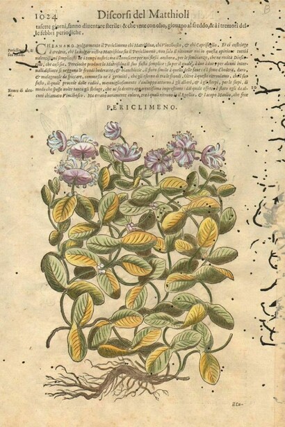 Erbario di Pietro Andrea Mattioli