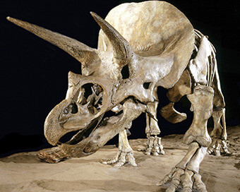 Dinosaur Hall. Courtesy of Royal Tyrrell Museum