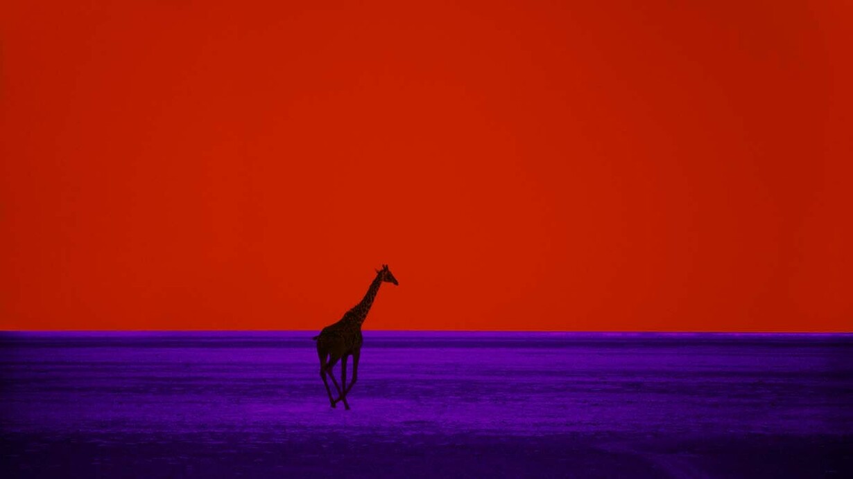 Pete Turner, Giraffe, 1964. Courtesy of Bruce Silverstein Gallery