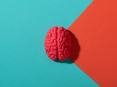 A still life featuring human brain against a vibrant blue background