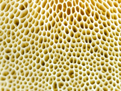 Internal structure of the truffle which is rich in nutrients and aromatic compounds 