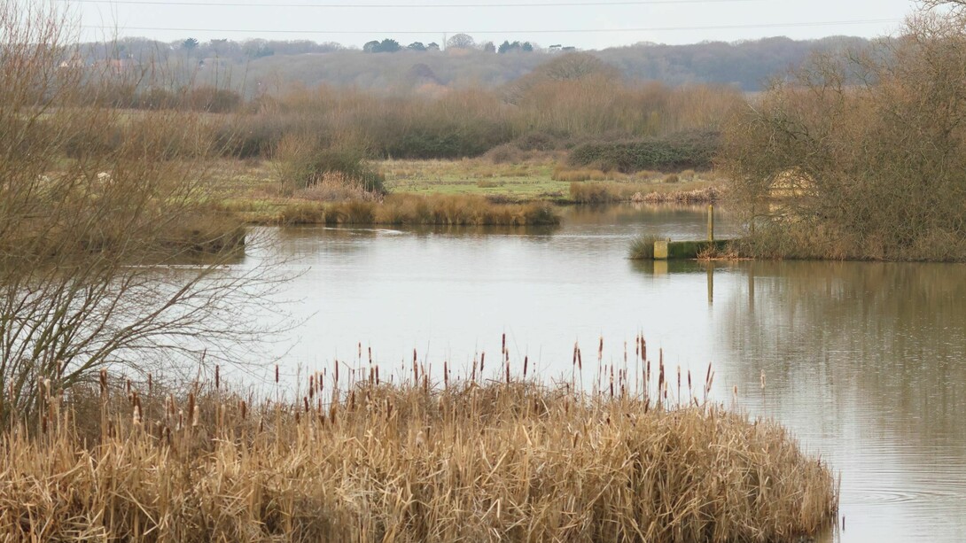 Western section of Abberton Reservoir, England with re-profiled edges, photo by Gehan de Silva Wijeyeratne