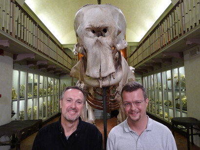 Museo di storia naturale di Firenze, sede "La Specola". Gli zoologi Paolo Agnelli ed Enrico Cappellini con lo scheletro dell’Elefante indiano (Elephas maximus) conosciuto col nomignolo olandese Hansken, in italiano Giannina