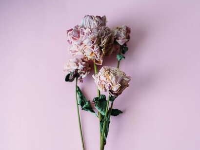 Aromas e cores
