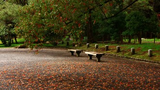 Benches in the park and leaves on the ground
