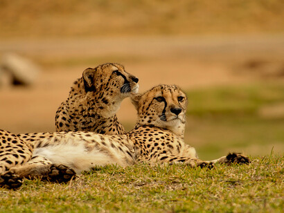 Leopards in the safari park 