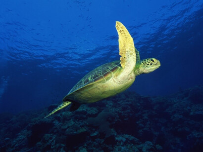 Tortuga marina “volando”