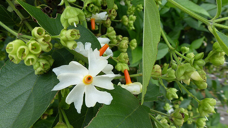 Flores de árvore-triste no jardim, India