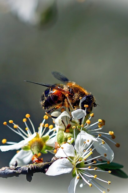 Ogni fiore è una fonte di nettare