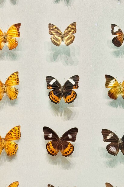 Collezione di farfalle, esemplari di Hypolimnas pandarus