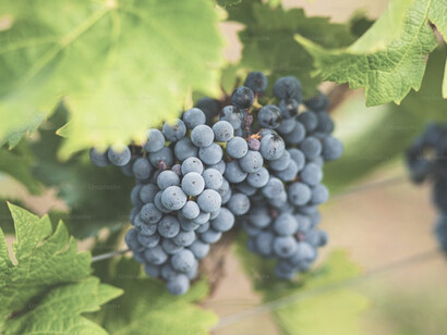 The unparalleled freshness of Manzanares, Spain's vineyard grapes, carefully cultivated to perfection amidst the picturesque landscapes of the region