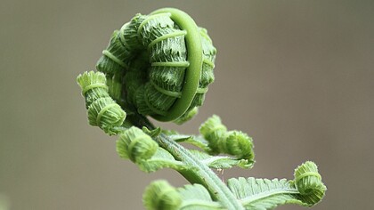 Jacques Monod est un biologiste et biochimiste français de l'Institut Pasteur de Paris
